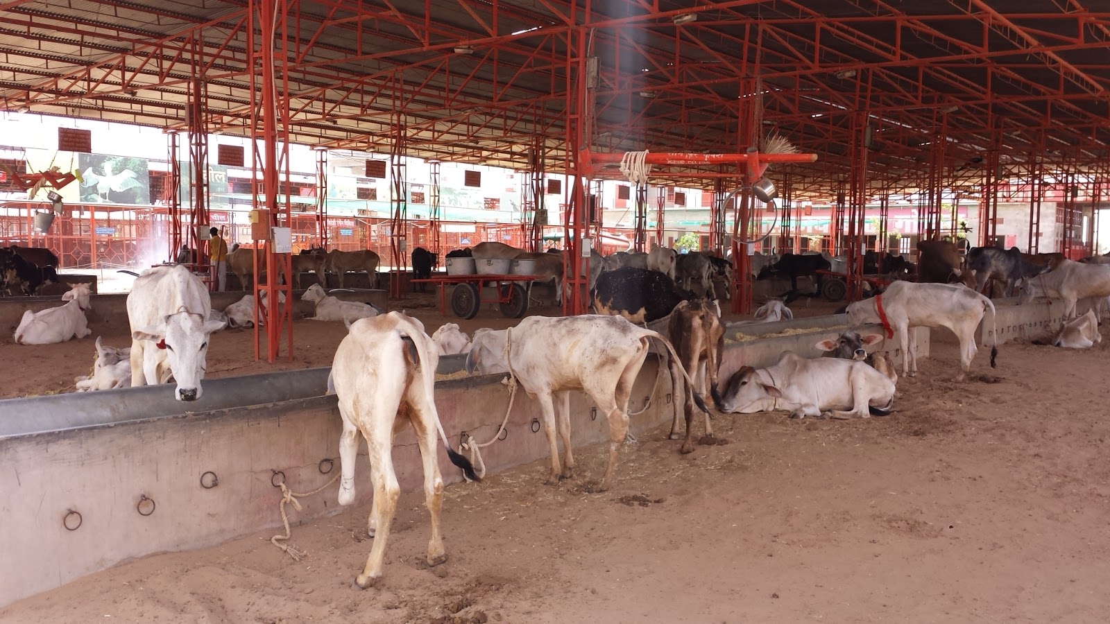 Hopis Reise Von Bikaner Nach Jodhpur Am Kuh Hospital Vorbei