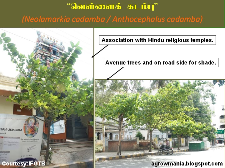 Agroforestry - A blog on Agrihortisilviculture: Anthocephalus cadamba ...