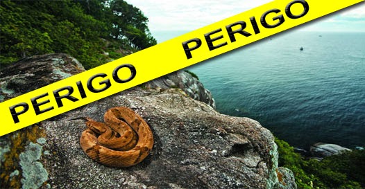 Ilha Das Cobras Conheca A Ilha Mais Mortal Do Mundo Que Fica No Brasil