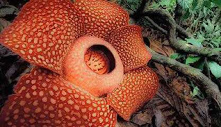  non solely cultural simply too flora together with beast BaliTourismMap: Rafflesia Arnoldi Flower inwards Bengkulu