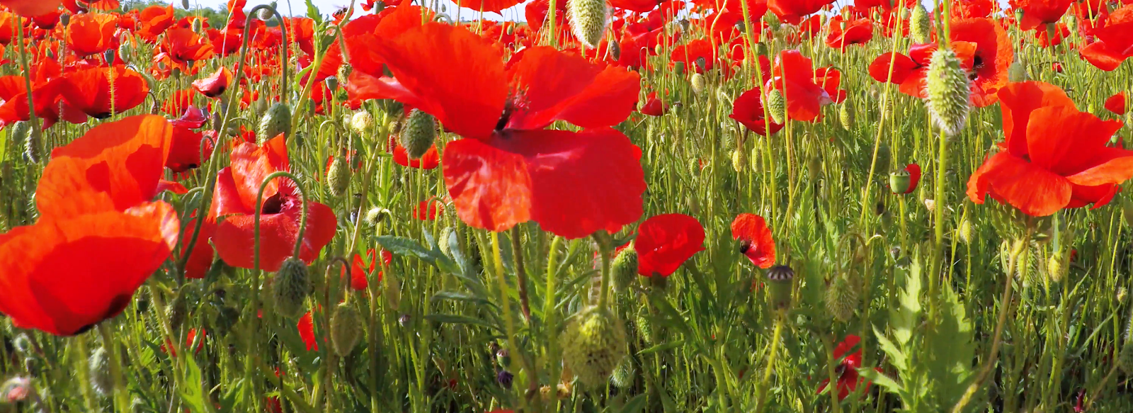 National Flower of Albania