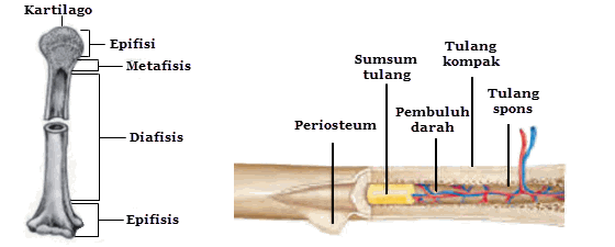 struktur tulang