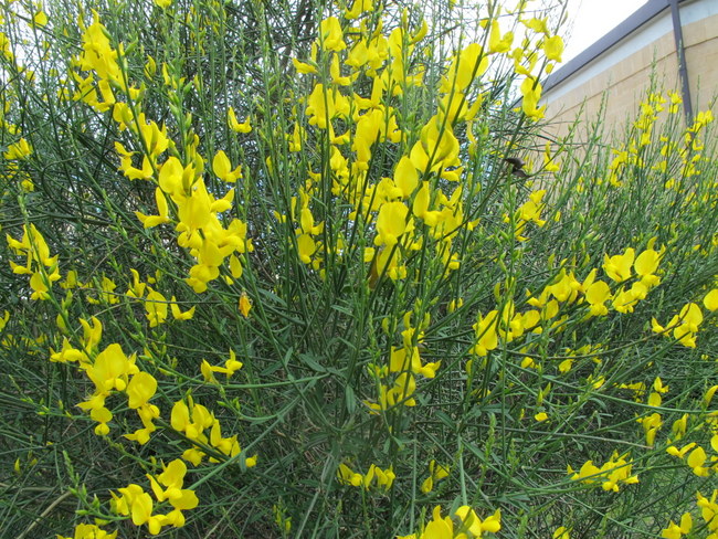 Spartium Junceum (Ginestra) » Vivaio 98.3 - Foto 6