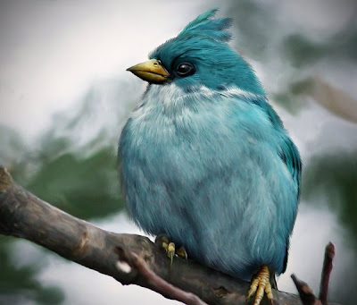 Angry Birds en imagen real