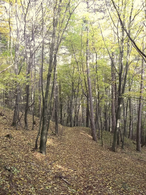 Walk In The Wood - Waldspaziergang