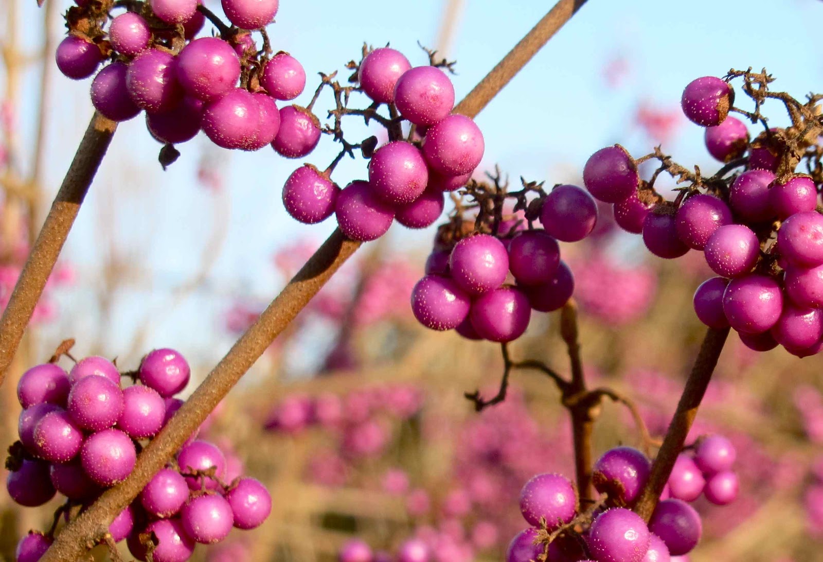 Up on Haliburton Hill Winter berries