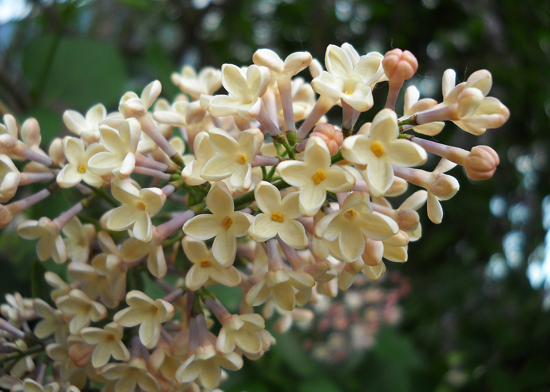 Keeping It Cozy A Snowball Bush
