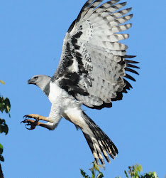 harpy eagle birds eagles wingspan largest harpia flight animal bird prey human weight flying giant animals skull meet looks female