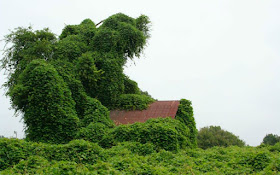 من غرائب النبات: نباتات لكنها مفترسة