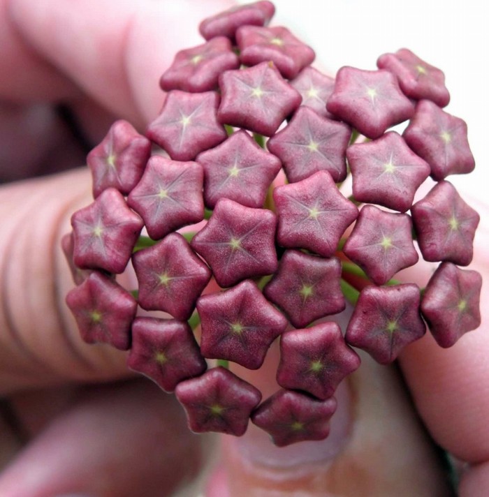 13 RARE FLOWERS SOME ONLY BLOOM FOR ONE DAY Garden Pics and Tips