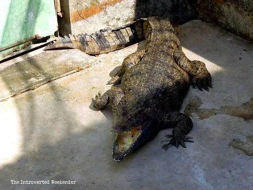 Puerto Princesa Travel Guide: an adult crocodile inside the Palawan conservation center