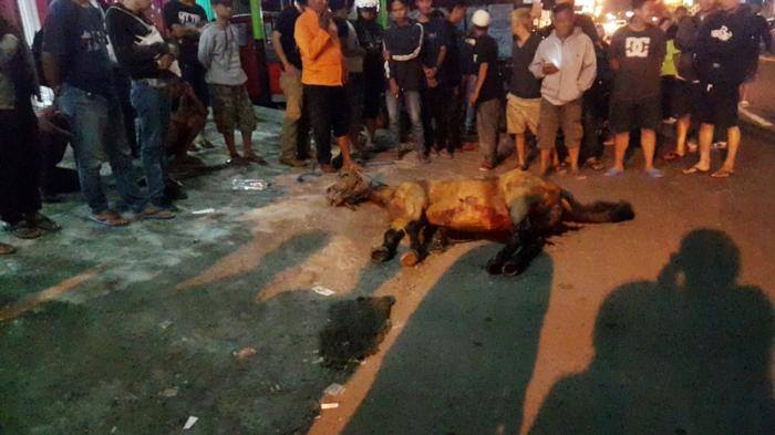 Kisah Kuda Ngamuk hingga Meninggal Gara-gara Klakson Bus Kisah Kuda Ngamuk hingga Meninggal Gara-gara Klakson Bus