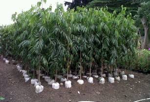 jual pohon glodogan tiang jual pohon glodogan tiang