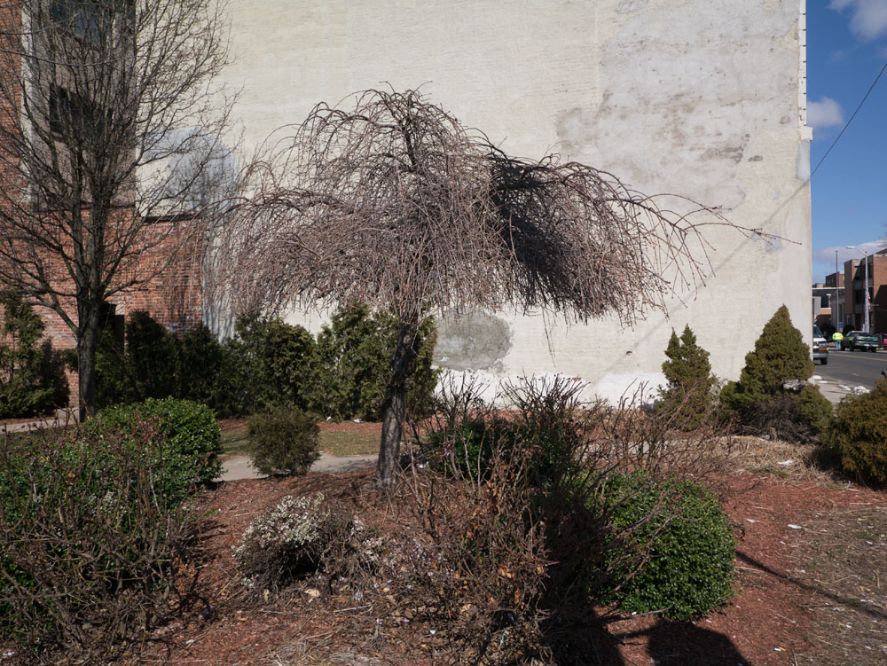 Working Pictures Wall, Trees