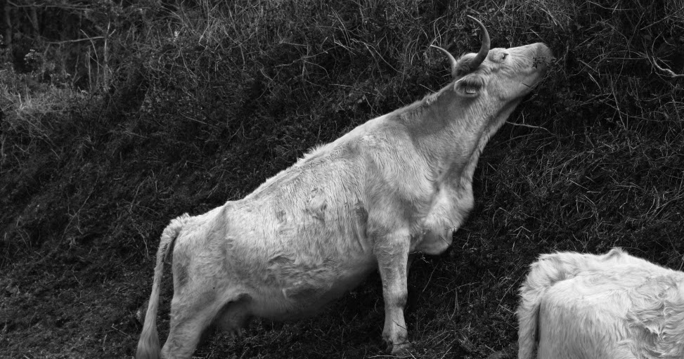 Fotografía creativa artística en blanco y negro por Munimara