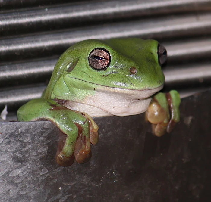 Common Tree Frog - in our water feature