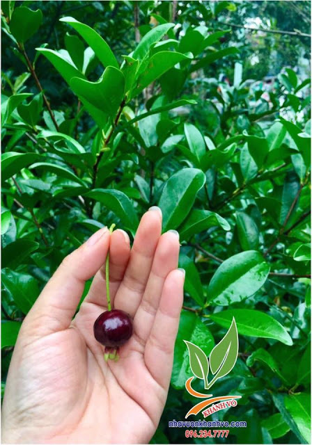 Cherry Brazil, sống tốt với khí hậu Việt Nam.