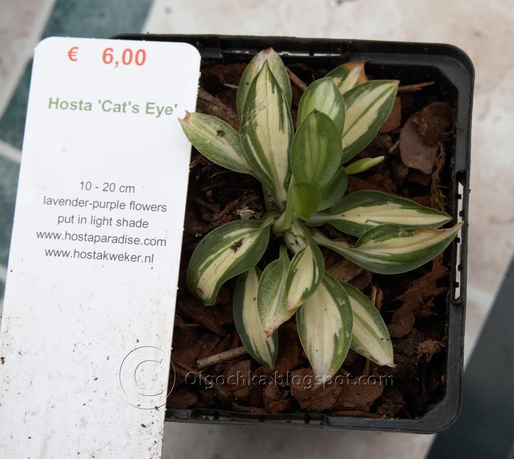 Olga's Hosta Cat's Eye