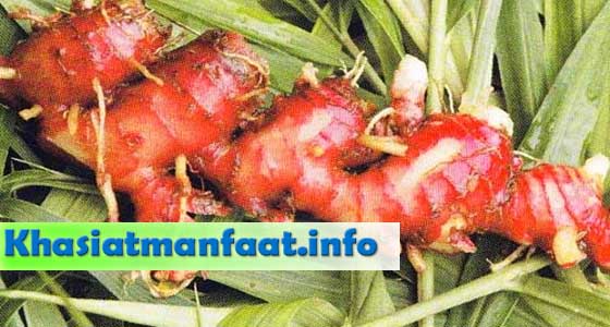 Manfaat Jahe Merah bagi Kesehatan Manfaat Jahe Merah bagi Kesehatan