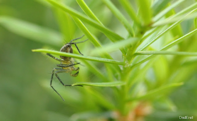 Araignée épeire