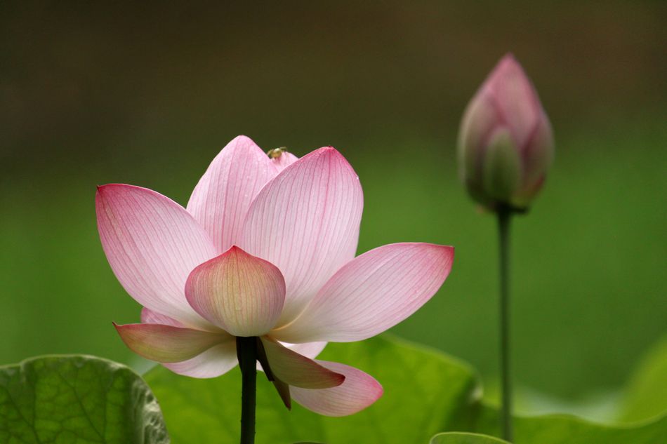 One Time One Meeting Paradise Flowers Come Out of 2000Year Sleep