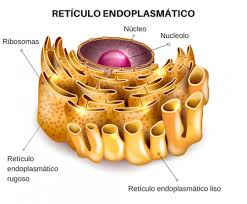 endoplasmatico
