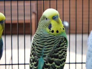Circus the Budgie