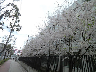 築港小学校の桜
