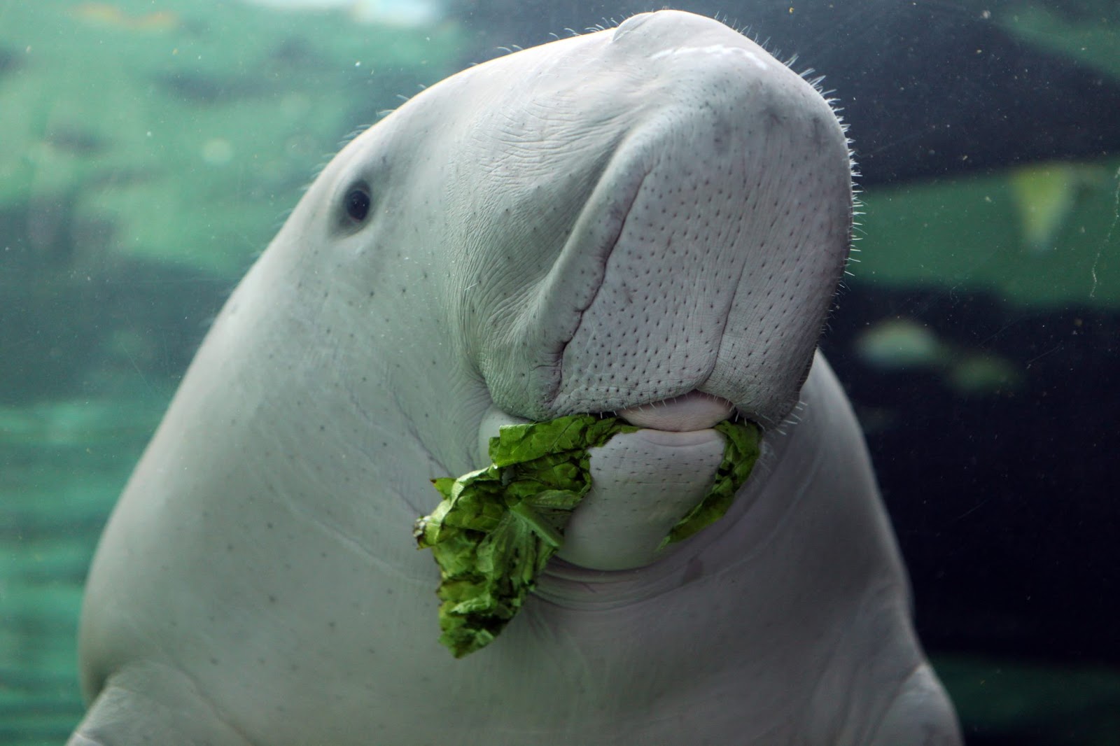 Animals of the world Dugong dugon