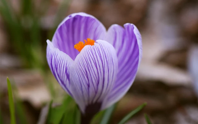 Paarse krokus in de lente