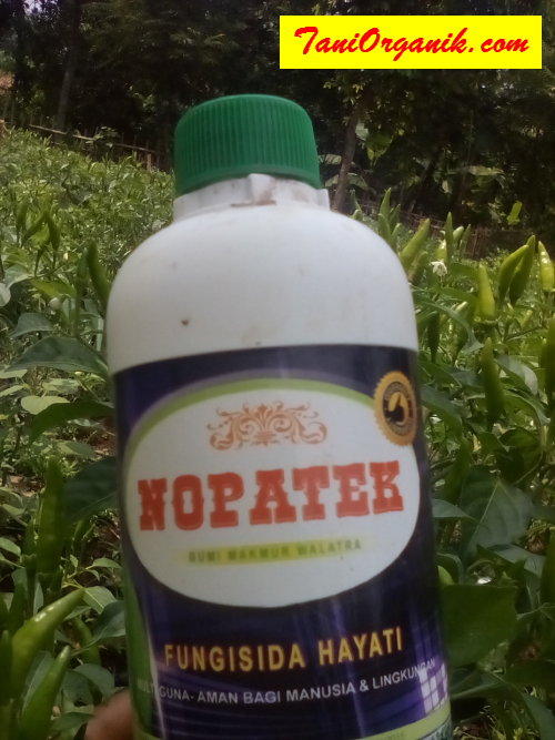 Hanya Populasi 500 Pohon Cabai Saja, Sampai Capek Metik (Bapak Iwan, Purwakarta, 2016)