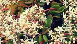Flor De Jade Cuidados