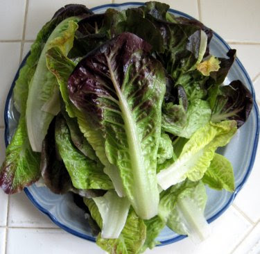 red butter lettuce