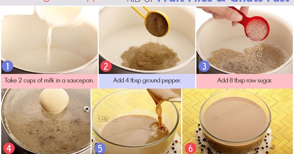 Why am I getting so many gnats in my house? Best Homemade Gnat Traps