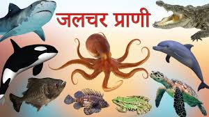 14+ Animals Name In Hindi Chart Pictures