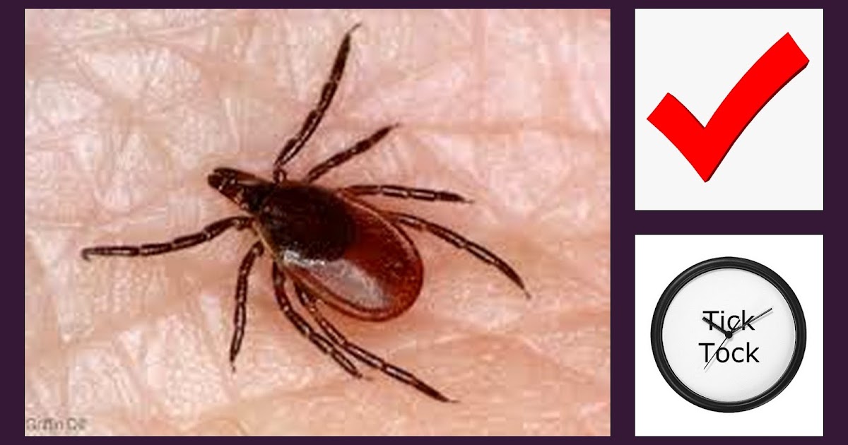 In English, pleaseee... What does "TICK" mean?