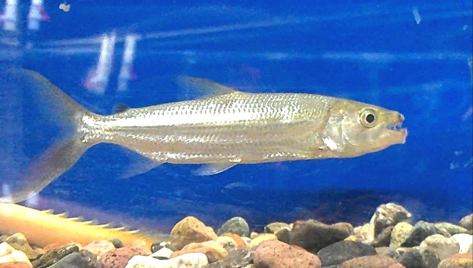 JOE'S AQUAWORLD FOR EXOTIC FISHES MUMBAI INDIA 9833898901: Aquarium