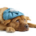 Gripe nos cães: saiba como prevenir