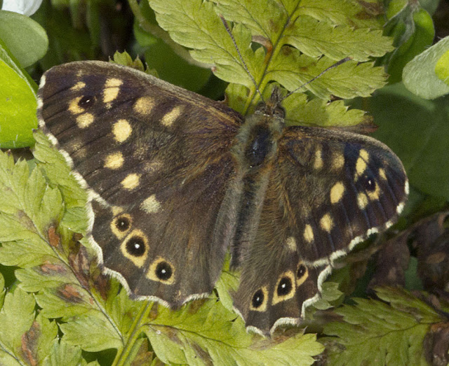 Speckled Wood, Pararge aegeria. One Tree Hill, 27 April 2012.