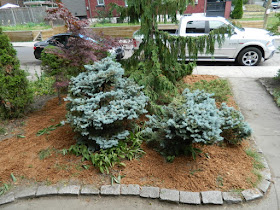 Toronto Leslieville front garden summer cleanup after by Paul Jung Gardening Services