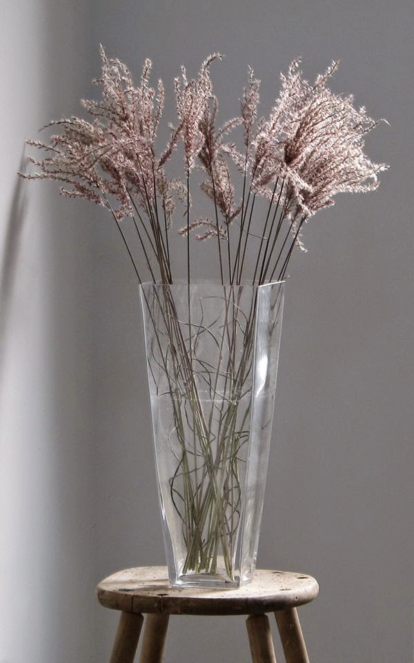 Miscanthus sinensis 'Subrosa' Miscanthus sinensis 'Subrosa'