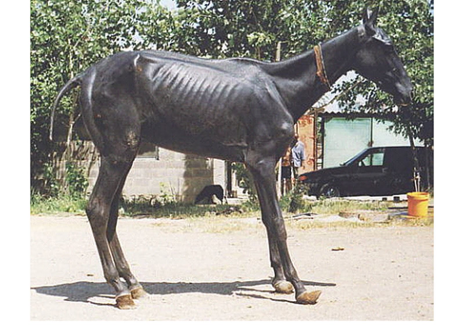 tracerapotts: The Hairless Foal Syndrome. Hairless Teke 