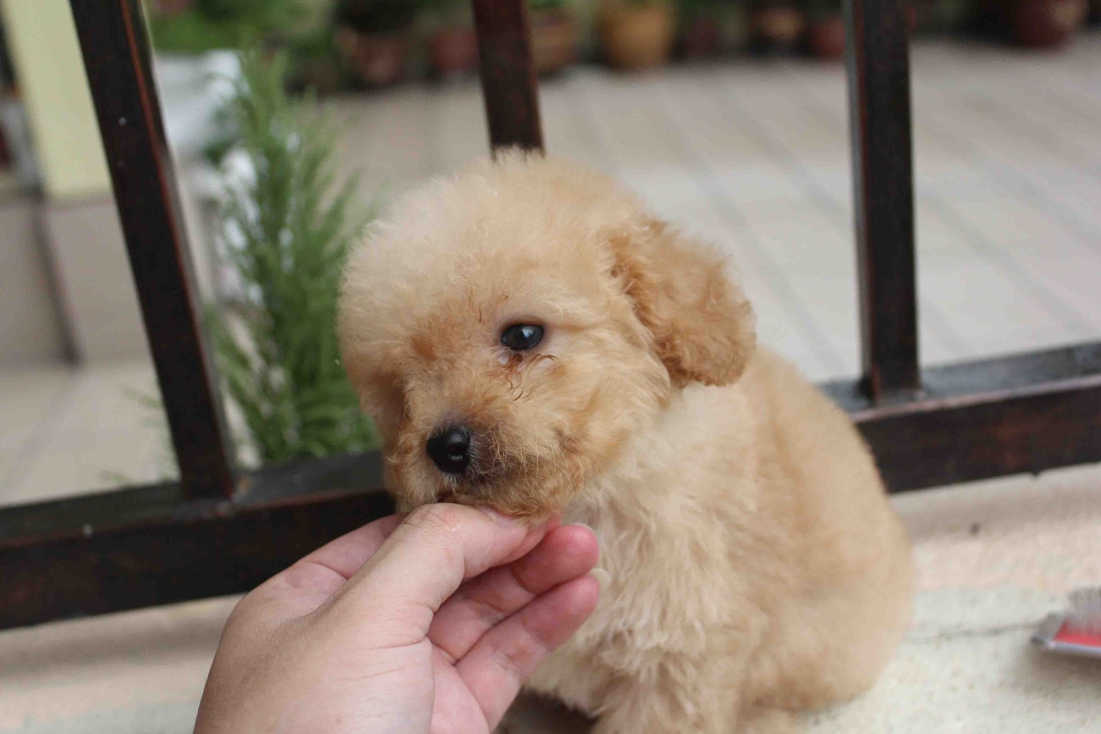LovelyPuppy Apricot Toy Poodle PuppyRM599 ONLY!!!