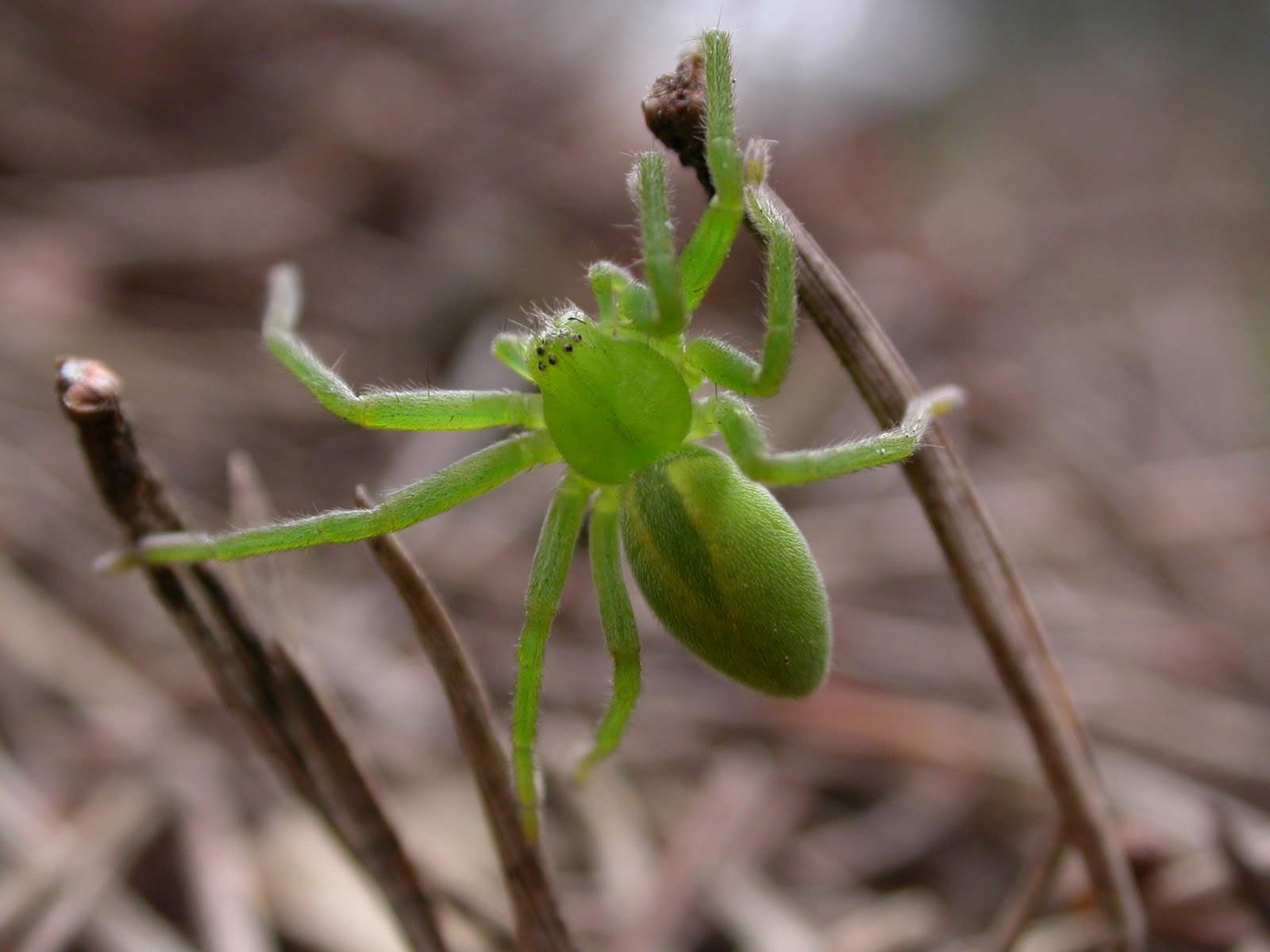 The Lyons Share Amazing massive luminous green spider