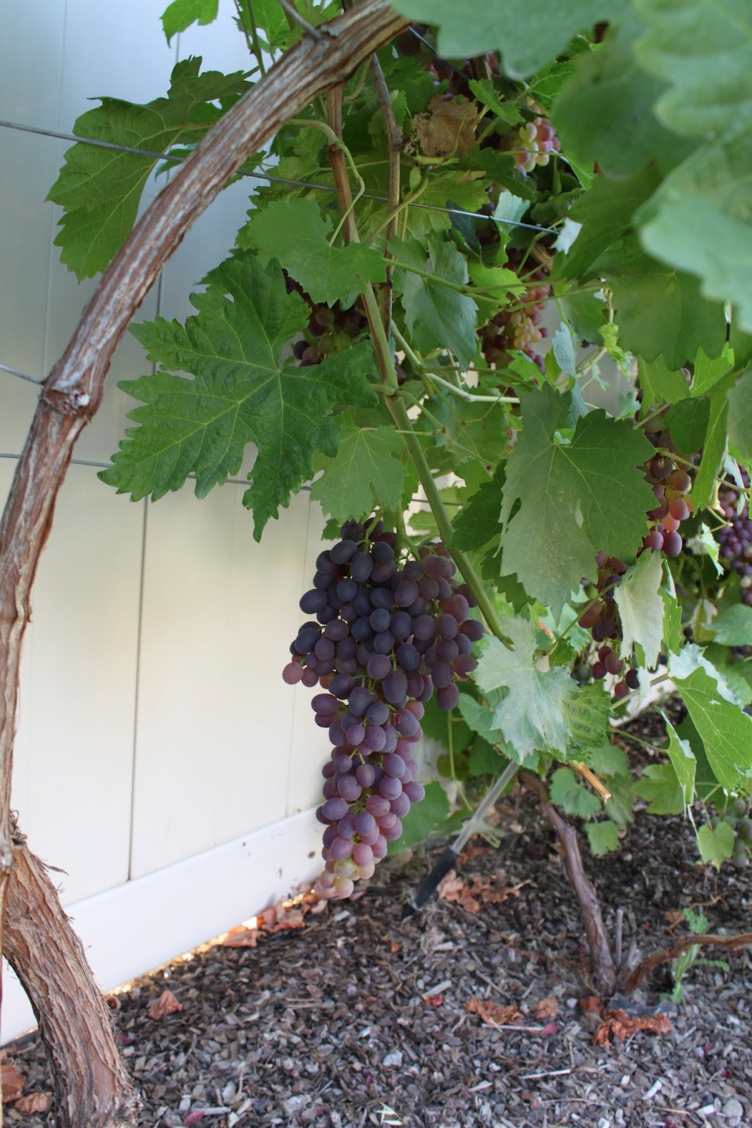 Hettinger.us Decorative Grapevine Trellis