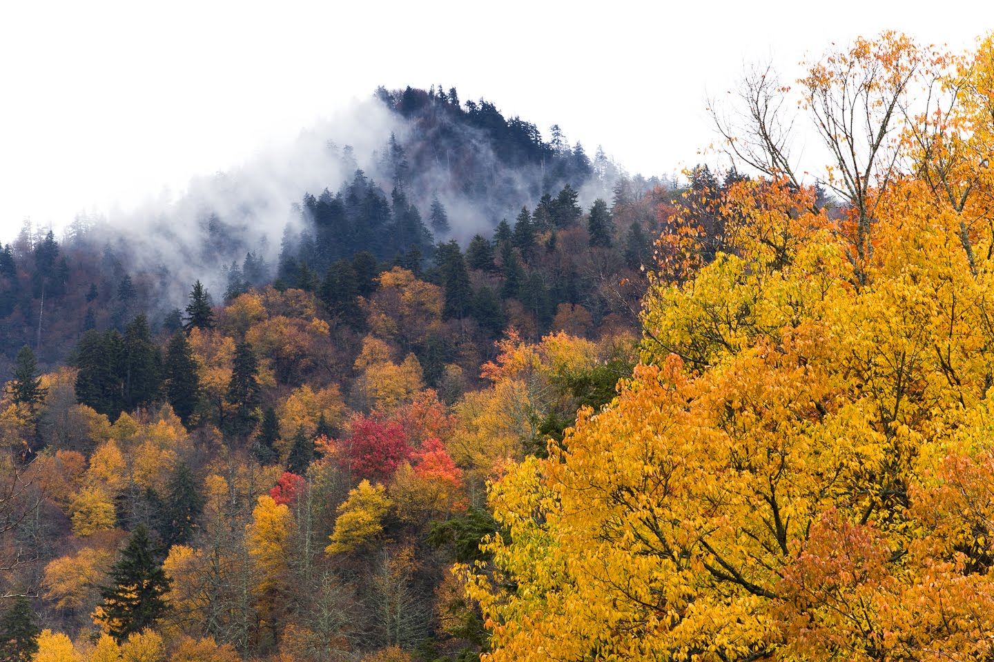 Sharing the Experience Fall Color Report Great Smoky Mountains