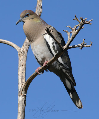 White-wingd Dove singing