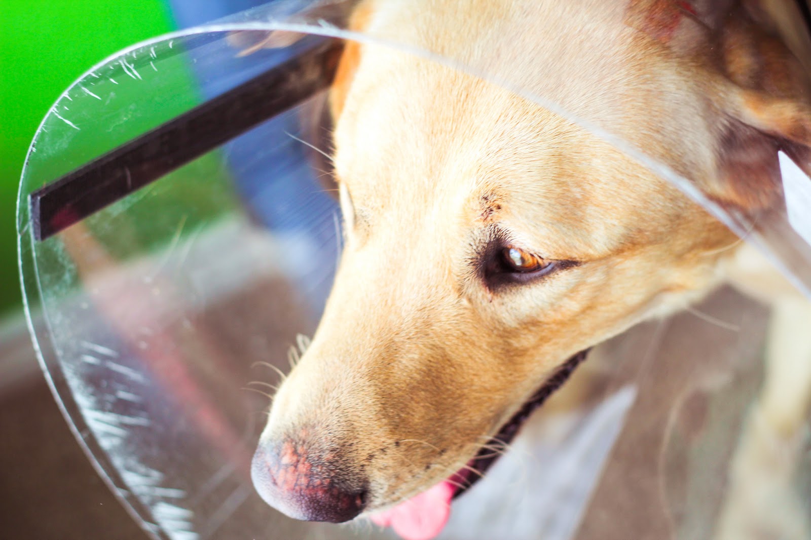 Musings of Kyooyoo Yoo 479 Cone Of Shame An Annotated Photo Documentary