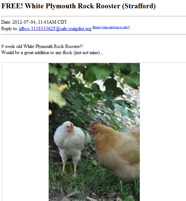 She S A Rooster Community Ens The Last Option To My Rooster Dilemma Relocate Him