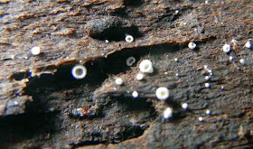 tiny basidiomycete cup Flagelloscypha minutissima